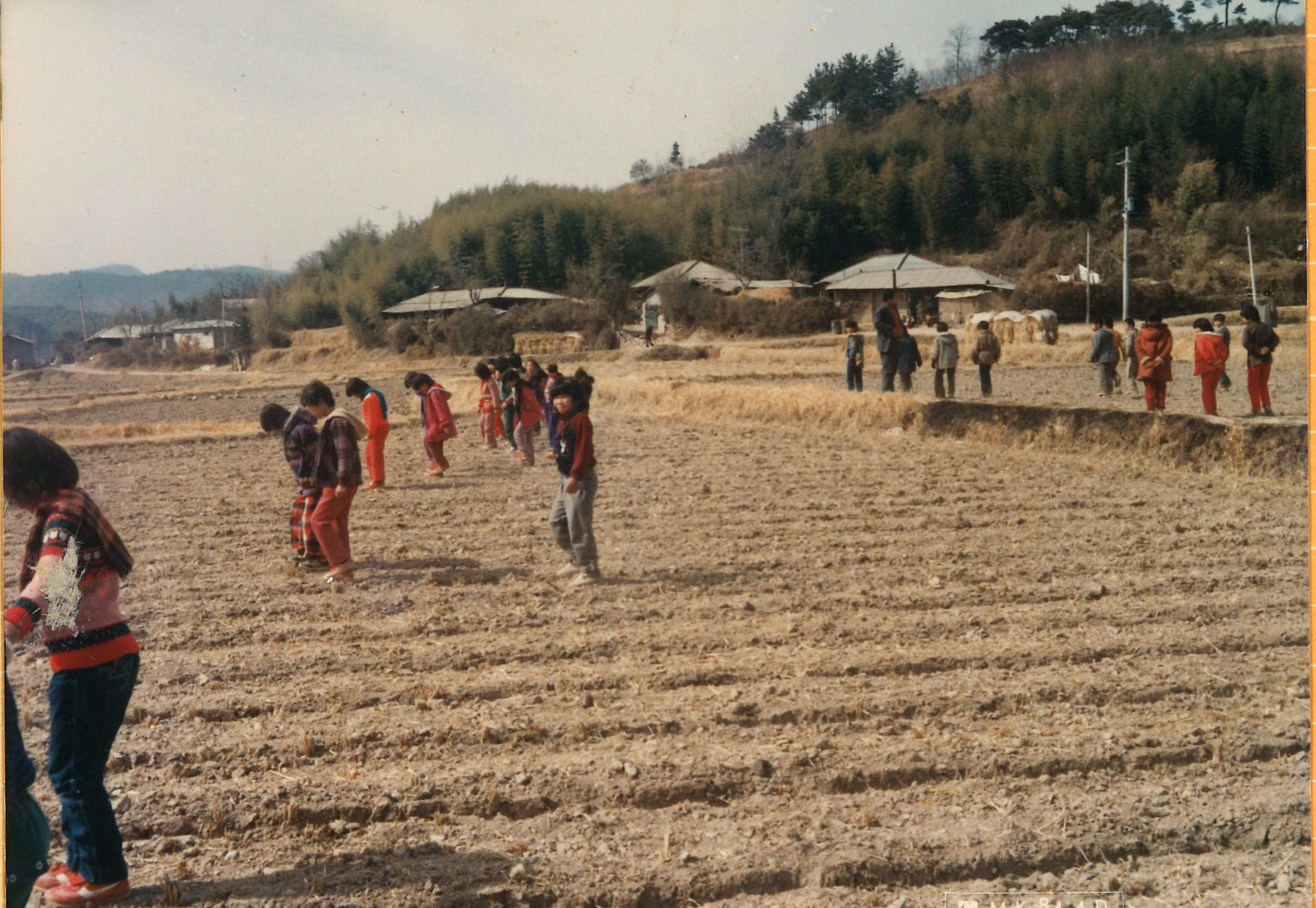 검암초등학교_보리밟기